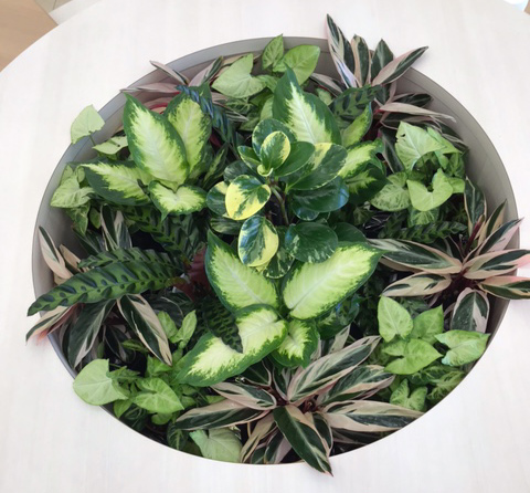 お店の植物装飾お任せください。