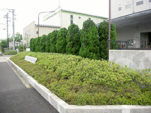 東京都内倉庫の植栽手入れ