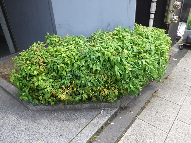 薬局店植栽手入れ