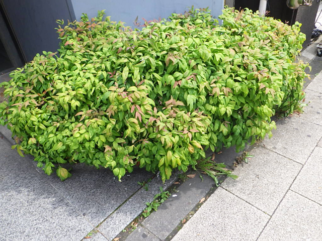 薬局店植栽手入れ前