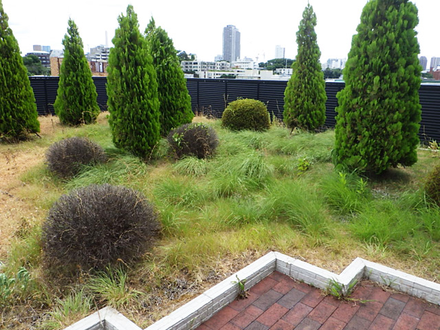 オフィスビル 植栽管理作業　手入れ前