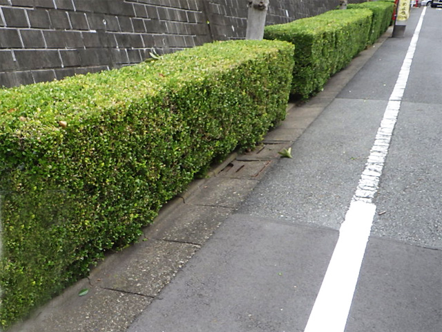 目黒区 街路樹木管理　手入れ後
